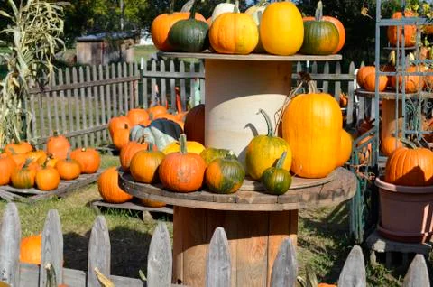 Pumpkins for sale Stock Photos