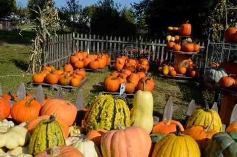 Pumpkins for sale Stock Photos