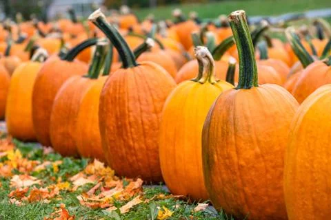 Pumpkins for sale at a pumpkin patch in the fall Fotos de archivo