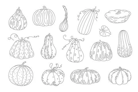 Pumpkins set hand drawn outline doodle vector illustration vegetable for イラスト素材