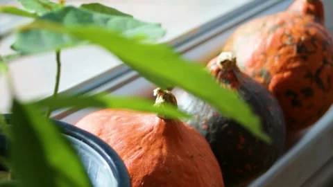 Pumpkins sit under leafy vines in garden closeup, with mottled orange skins.. Stock Footage 344899776