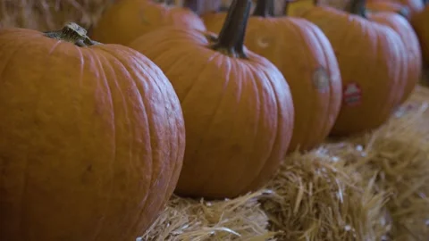 Pumpkins sitting on hay bales Stock Footage 220089314