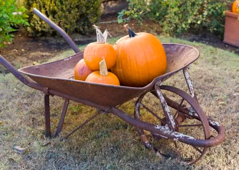 Pumpkins Sitting in a Wheelbarrow Stock Photos