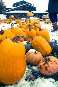 Pumpkins in the Snow Stock Photos