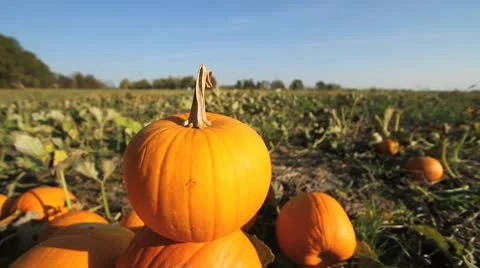 Pumpkins Stacked in Field Видео 8950640
