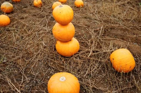 Pumpkins stacked on the field. Stock Photos