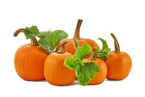 Pumpkins with stems on a white background, showcasing autumn harvest atmosphere. Stock Photos