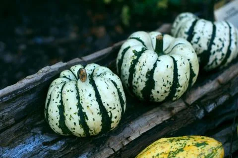 Pumpkins still-life Stock Photos
