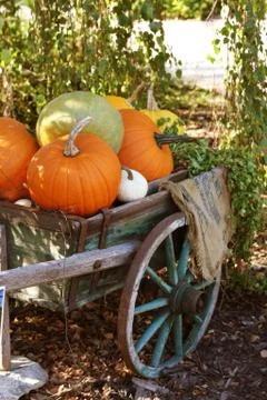 Pumpkins still-life Stock Photos