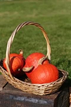 Pumpkins still-life Stock Photos