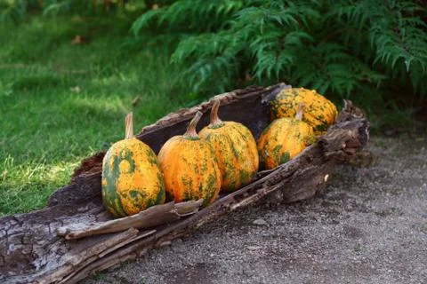 Pumpkins still-life Stock Photos