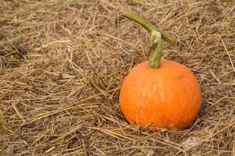 Pumpkins on straw. Stock Photos