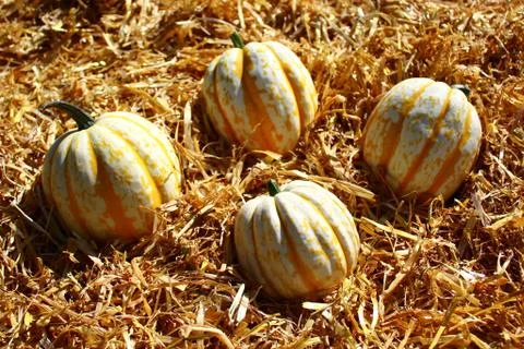 Pumpkins on straw Foto stock