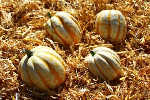 Pumpkins on straw Stock Photos