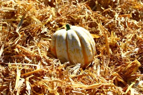 Pumpkins on straw Stock Photos