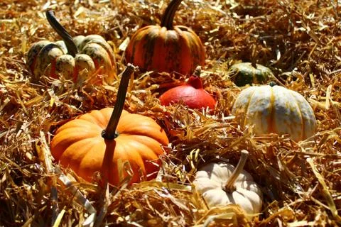 Pumpkins on straw Stock Photos