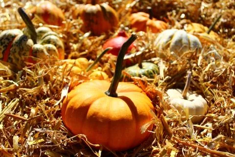 Pumpkins on straw Stock Photos