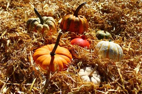 Pumpkins on straw Stock Photos