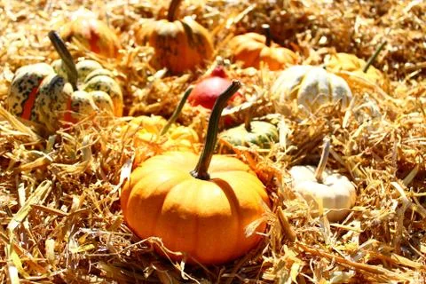 Pumpkins on straw Stock Photos