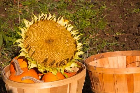 Pumpkins &amp; a Sunflower Head Stock Photos