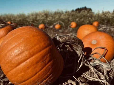 Pumpkins sunny field fall Stock Photos