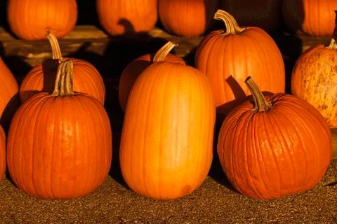 Pumpkins in the sunset Stock Photos