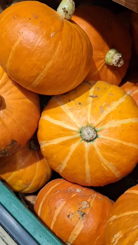 Pumpkins in the supermarket Stock-Footage 342662669