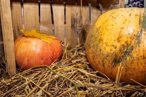 Pumpkins surrounded by straw and fallen leaves Stock Photos