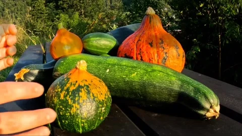 Pumpkins on a table in the forest Stock Footage 316305832