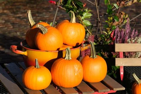 Pumpkins on a table Stock Photos