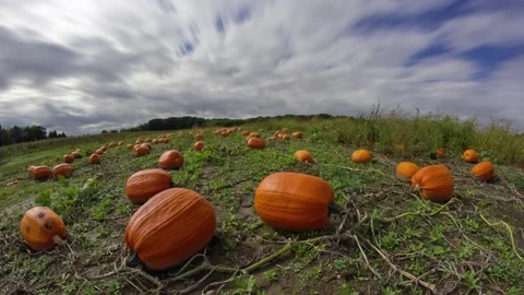 Pumpkins under a Cloudy Sky - Timelapse in an Autumn Patch for Halloween 库存影片 141107876