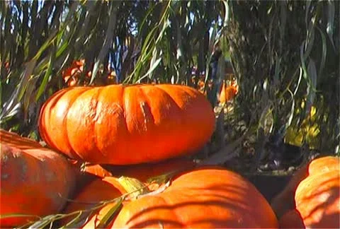 Pumpkins Under the Willow Tree Sunny 스톡 동영상 10754071