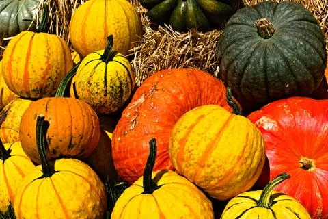 A Pumpkins of Various Colors Stock Photos
