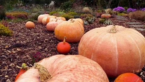 Pumpkins in various shades of orange lying in a decorative garden Stock Footage 252050405