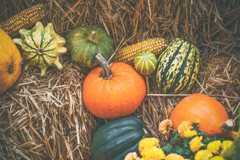 Pumpkins in various shapes Stock Photos