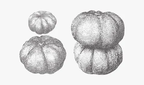 Pumpkins vector illustration. Trendy stippling photocopy effect Illustrazione stock