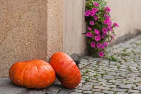 Pumpkins by the wall Stock Photos