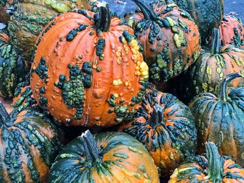 Pumpkins With Warts For Halloween Stock Photos