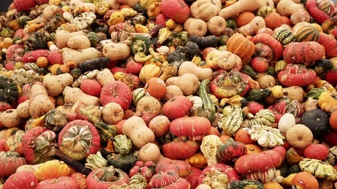 Pumpkins at a waste dump Stock Footage 81484432