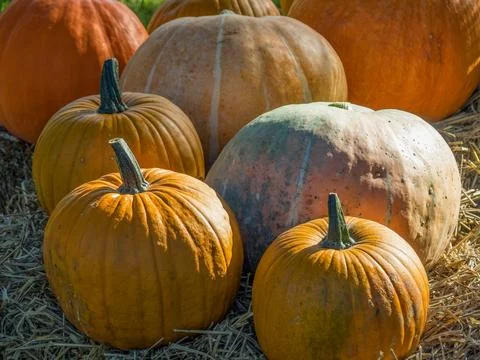 Pumpkins in westphalia Stock Photos