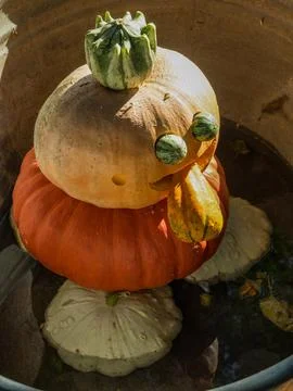 Pumpkins in westphalia Foto stock
