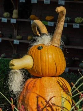 Pumpkins in westphalia Stock Photos