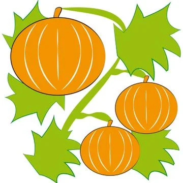 Pumpkins on white background Stock Illustration