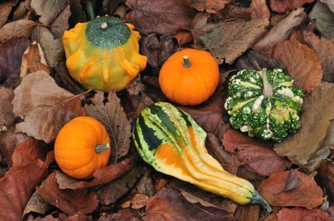 Pumpkins on the withered leaves Stock Photos