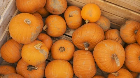 Pumpkins In A Wooden Box Stock Footage 97869944