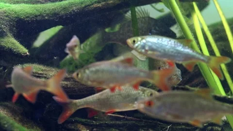 Pumpkinseed aggression, common roach, rudd fish, organic sediment pollution Stockbeeldmateriaal 331321922