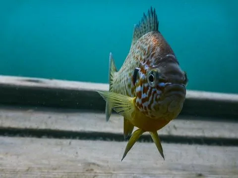 Pumpkinseed fish looks into the camera while diving Stock Photos