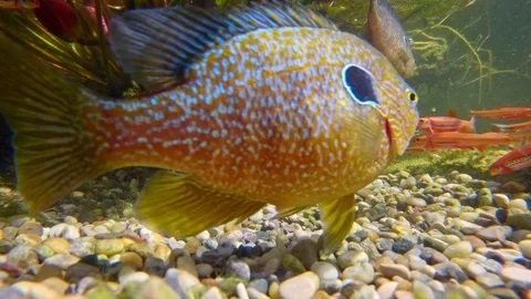 Pumpkinseed (Lepomis gibbosus) defending spawning place Stock-Footage 114574398