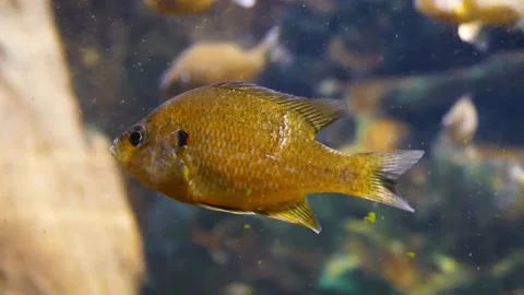 Pumpkinseed (Lepomis gibbosus) Видео 205077215