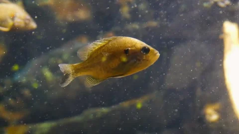 Pumpkinseed (Lepomis gibbosus) Видео 205077347